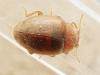 Rhyzobius litura