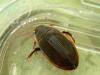 Dytiscus semisulcatus