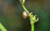365221 – Photo : Numayta – France (68)