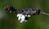 Microgastrinae inconnu