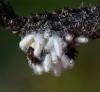 Microgastrinae inconnu