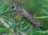 365373 – Photo : ANDRE LABETAA – France (66)