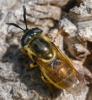 365311 – Photo : ANDRE LABETAA – France (66)
