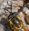 365312 – Photo : ANDRE LABETAA – France (66)