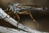365367 – Photo : ANDRE LABETAA – France (66)
