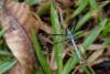 365360 – Photo : Lionel Casset – Madagascar