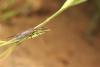 Fibla maclachlani