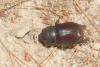 Oryctes nasicornis ameliae