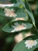 Parectopa robiniella