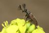 Ptilophorus dufourii