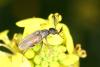Ptilophorus dufourii
