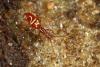 Pselaphogenius longipalpis