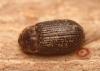 Trox perrisii