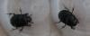 Onthophagus sp.