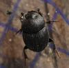 Onthophagus sp.