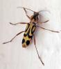 Chlorophorus annularis