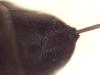 365685 – Photo : INGREMEAU Daniel – France (36)