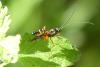 Exetastes calobatus