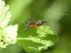 Exetastes calobatus