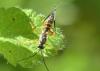 Exetastes calobatus