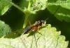 Exetastes calobatus