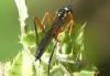 Exetastes calobatus