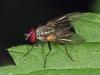 Emmesomyia socia