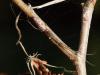 Tetragnatha nigrita