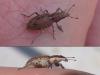 Charagmus griseus