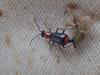 Axinotarsus ruficollis