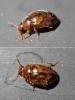 Rhyzobius chrysomeloides