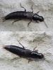 Quedius sp.