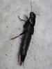 Quedius sp.