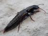 Quedius sp.