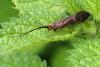 Anabolia nervosa