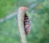 Sciocoris sideritidis
