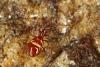 Pselaphogenius longipalpis