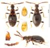 Euconnus denticornis