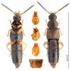Atheta crassicornis