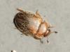 Pocadius adustus