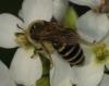 Colletes sp.