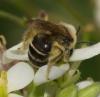 Colletes sp.