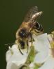Colletes sp.