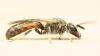 Lasioglossum calceatum