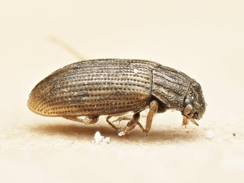 Helophorus sp.