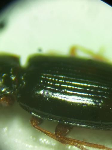 Tachyura parvula
