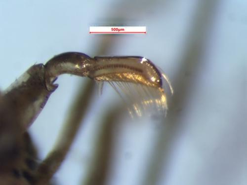 Réf. 366 147 : Callicorixa audeni