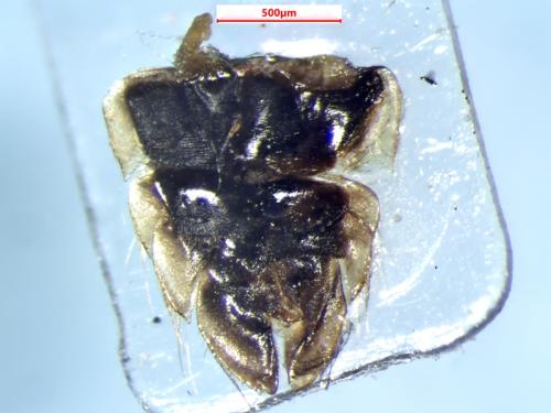 Réf. 366 148 : Callicorixa audeni