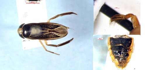 Réf. 366 195 : Hesperocorixa kennicottii