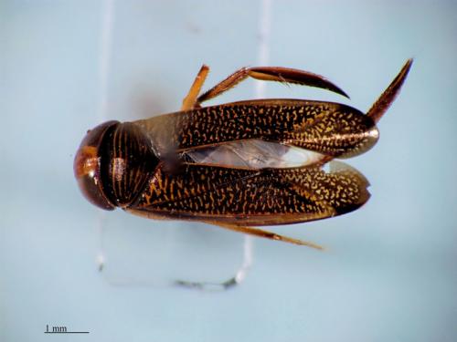 Réf. 366 200 : Hesperocorixa michiganiensis